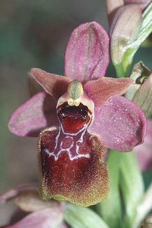 Ophrys exaltata subsp. arachnitiformis x tenthredinifera subsp. tenthredinifera, F   S.Paul-de-Fenouillet 10.4.2004 