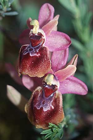 Ophrys exaltata subsp. arachnitiformis x tenthredinifera subsp. tenthredinifera, F   S.Paul-de-Fenouillet 10.4.2004 