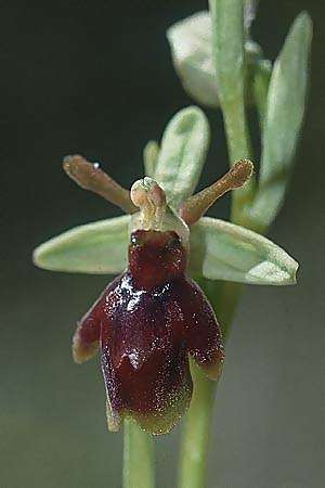 Ophrys aymoninii x garganica subsp. passionis, F   Causse du Larzac 19.5.2002 