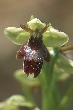 Ophrys araneola x aymoninii, F   Causse du Larzac 4.6.2004 