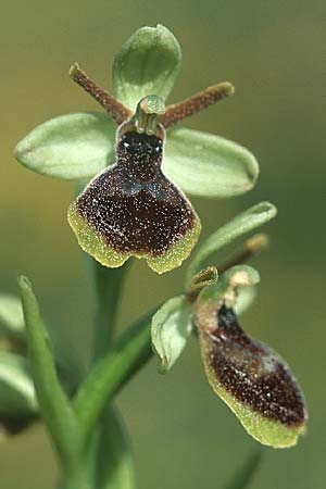 Ophrys araneola x aymoninii, F   Causse du Larzac 4.6.2004 