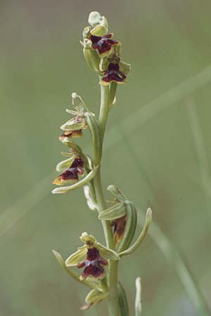 Ophrys aymoninii \ Aymonins Fliegen-Ragwurz, F  Causse Noir 30.5.1990 