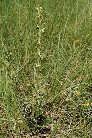 Ophrys aymoninii \ Aymonins Fliegen-Ragwurz / Aymonin's Ophrys, F  Tarn - Schlucht / Gorge 30.5.1990 