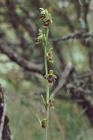 Ophrys aymoninii \ Aymonins Fliegen-Ragwurz / Aymonin's Ophrys, F  Causse Noir 30.5.1990 