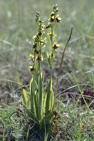 Ophrys aymoninii \ Aymonins Fliegen-Ragwurz / Aymonin's Ophrys, F  Causse Noir 25.5.2002 