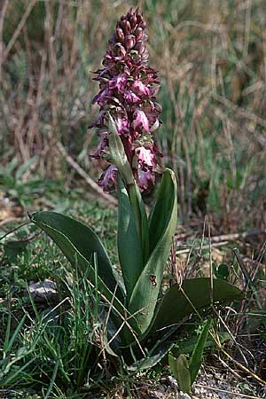 Barlia robertiana \ Roberts Mastorchis / Giant Orchid, F  Camargue 7.3.1998 
