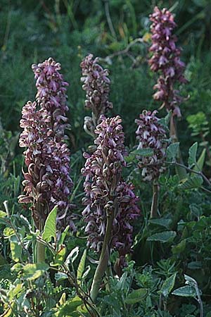 Barlia robertiana / Giant Orchid, F  Marseille 19.3.1999 