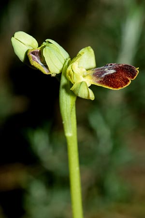 Ophrys subfusca \ Kleinerblütige Braune Ragwurz / Smaller-Flowered Dull Bee Orchid, F  Montagne de la Clape 10.3.2001 