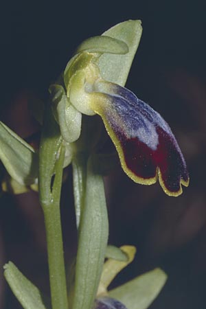 Ophrys bilunulata \ Doppelhalbmond-Ragwurz / Double-Crescent Bee Orchid, F  Biot 24.3.2001 