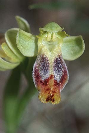 Ophrys subfusca \ Kleinerblütige Braune Ragwurz / Smaller-Flowered Dull Bee Orchid (Teil-Farbvariante / partial color variant), F  Montagne de la Clape 13.4.2001 
