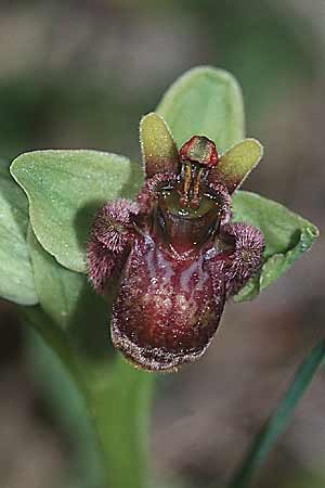 Ophrys bombyliflora \ Bremsen-Ragwurz, Drohnen-Ragwurz / Bumble Bee Orchid, F  Montagne de la Clape 31.3.2001 