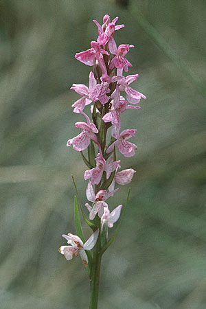 Dactylorhiza brennensis \ Brenne-Fingerwurz, Brenne-Knabenkraut / Brenne Orchid, F  Dept. Indre 2.6.2000 