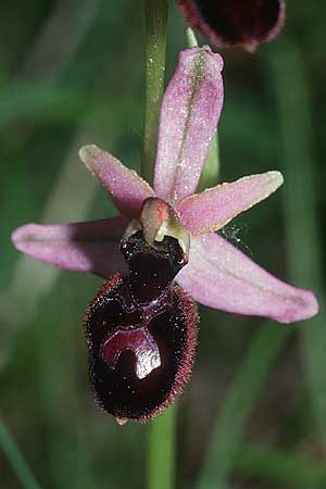 Ophrys catalaunica \ Katalonische Ragwurz / Catalonian Bee Orchid, F  Pyrenäen/Pyrenees, Corsavy 2.6.2001 