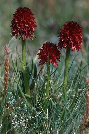 Nigritella cenisia \ Mont-Cenis-Kohlröschen, F  Col de l'Iseran 31.7.1999 