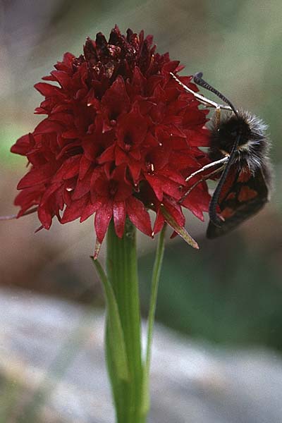 Nigritella cenisia \ Mont-Cenis-Kohlröschen (mit Widderchen Zygaena exulans), F  Col de l'Iseran 31.7.1999 