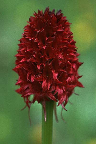 Nigritella cenisia \ Mont-Cenis-Kohlröschen / Mont Cenis Vanilla Orchid, F  Col de l'Iseran 31.7.1999 