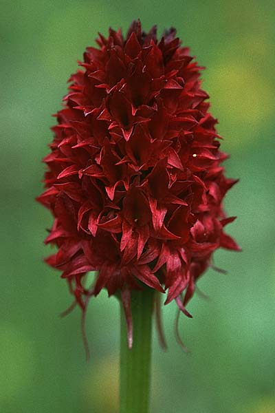 Nigritella cenisia \ Mont-Cenis-Kohlröschen, F  Col de l'Iseran 31.7.1999 