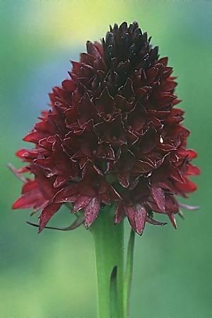 Nigritella cenisia \ Mont-Cenis-Kohlröschen, F  Col de l'Iseran 31.7.1999 