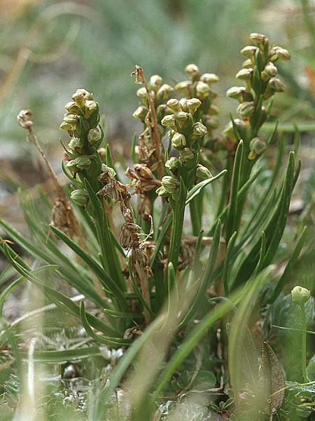 Chamorchis alpina \ Zwergorchis / Alpine Orchid, F  Col de l'Iseran 31.7.1999 
