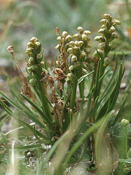 Chamorchis alpina \ Zwergorchis, F  Col de l'Iseran 31.7.1999 