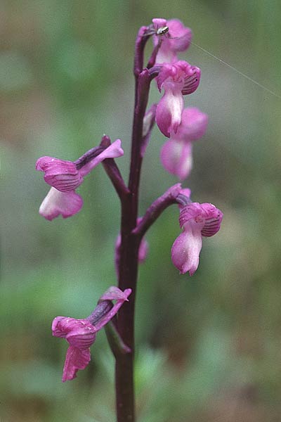 Anacamptis champagneuxii \ Dreiknollen-Knabenkraut / Green-Veined Orchid, F  Maures, Collobrières 23.4.2000 