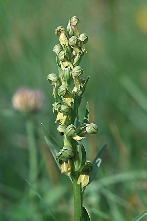 Coeloglossum viride \ Grüne Hohlzunge, F  Col d'Izoard 13.7.2002 