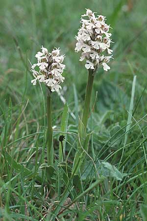 Neotinea conica / Conical Orchid, F  Corbières, Bugarach 29.4.2001 