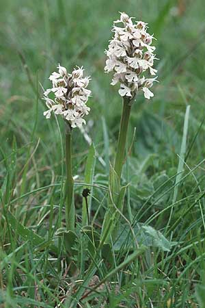 Neotinea conica \ Kegel-Knabenkraut / Conical Orchid, F  Corbières, Bugarach 29.4.2001 