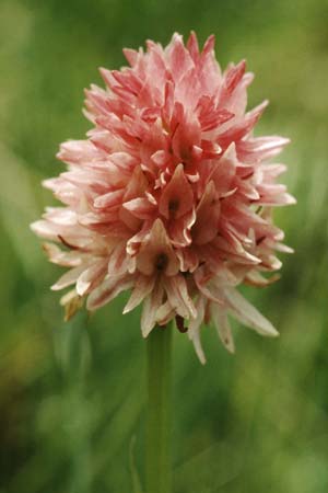 Nigritella corneliana \ Cornelias Kohlröschen, F  Col de la Croix de Fer 14.7.1995 