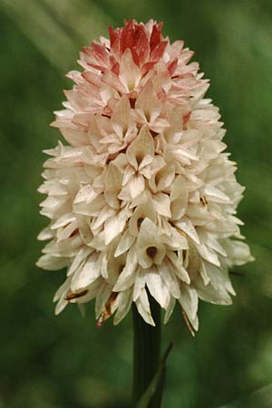 Nigritella corneliana \ Cornelias Kohlröschen / Cornelia's Vanilla Orchid, F  Col de la Croix de Fer 14.7.1995 