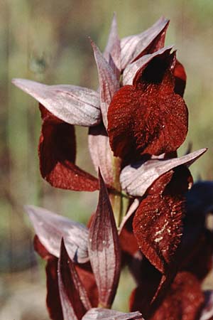 Serapias cordigera \ Herzförmiger Zungenständel / Heart-Flowered Serapias, F  Maures, La Garde Freinet 15.5.1996 