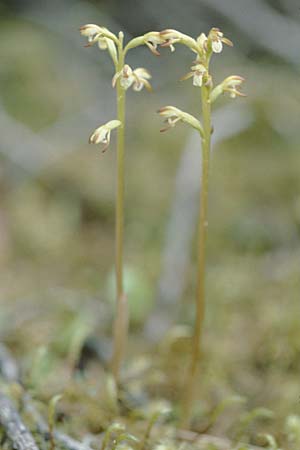 Corallorrhiza trifida / Coral-root Orchid, F  Col de Prayet 28.5.2000 