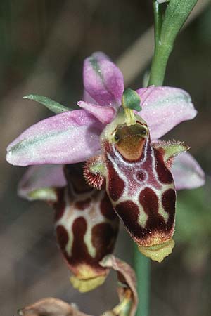 Ophrys corbariensis \ Corbières-Ragwurz / Corbières Bee Orchid, F  Leucate 2.6.2001 