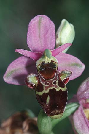 Ophrys corbariensis \ Corbières-Ragwurz (?), F  Corbières, Bugarach 3.6.2001 