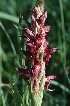 Anacamptis coriophora subsp. martrinii \ Martrins Wanzen-Knabenkraut / Martrin's Bug Orchid, F  Pyrenäen/Pyrenees, Mosset 4.6.2001 