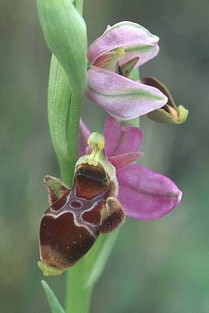 Ophrys corbariensis / Corbires Bee Orchid, F  Corbières, Treilles 1.5.2005 