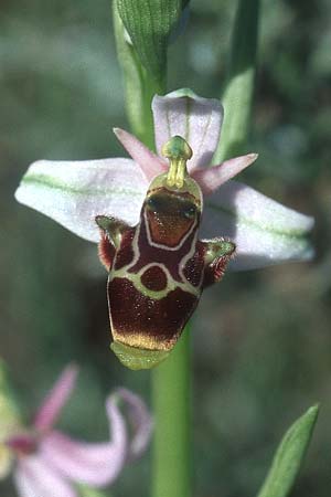 Ophrys corbariensis \ Corbières-Ragwurz / Corbières Bee Orchid, F  Treilles 27.5.2005 