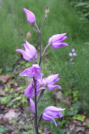 Cephalanthera rubra \ Rotes Waldvögelein / Red Helleborine, F  Pyrenäen/Pyrenees, Olette 27.6.2008 