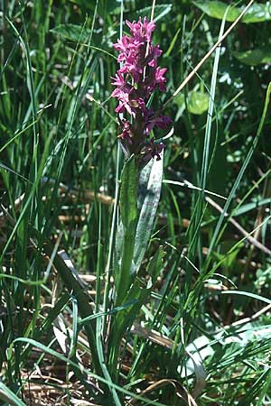 Dactylorhiza cruenta \ Blutrote Fingerwurz, Blutrotes Knabenkraut / Flecked Marsh Orchid, F  Le Monetier les Bains 29.6.1998 