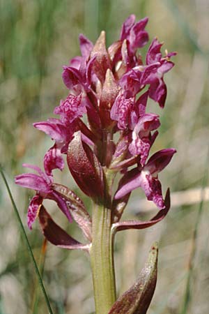 Dactylorhiza cruenta \ Blutrote Fingerwurz, Blutrotes Knabenkraut / Flecked Marsh Orchid, F  Briancon 29.6.1998 