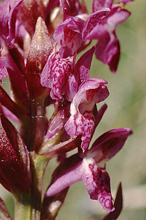 Dactylorhiza cruenta \ Blutrote Fingerwurz, Blutrotes Knabenkraut / Flecked Marsh Orchid, F  Briancon 29.6.1998 