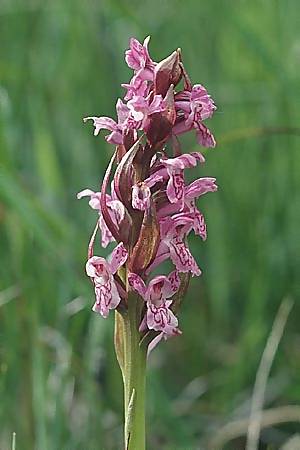 Dactylorhiza cruenta \ Blutrote Fingerwurz, Blutrotes Knabenkraut / Flecked Marsh Orchid, F  Val d'Isère 1.7.2002 