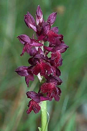 Anacamptis coriophora x morio, F   Dept. Landes 2.5.2002 