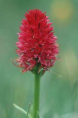 Nigritella corneliana x rhellicani, F   Col de Granon 30.6.2002 