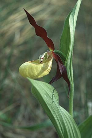 Cypripedium calceolus \ Gelber Frauenschuh, F  Col de Prayet 25.5.2005 