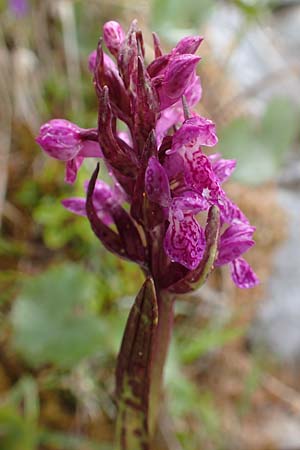 Dactylorhiza alpestris \ Alpen-Fingerwurz / Alpine Marsh Orchid, F  Col de la Bonette 8.7.2016 