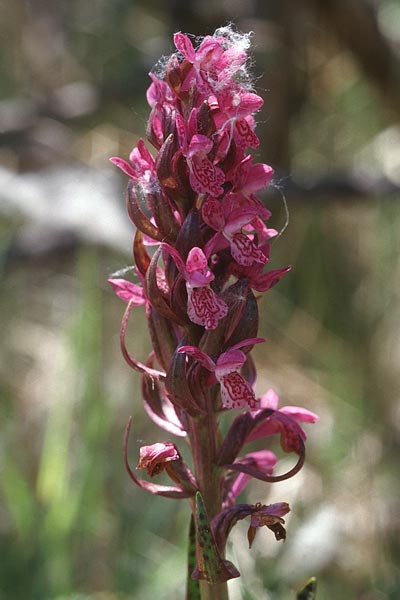 Dactylorhiza cruenta \ Blutrote Fingerwurz, Blutrotes Knabenkraut / Flecked Marsh Orchid, F  Le Monetier les Bains 29.6.1998 