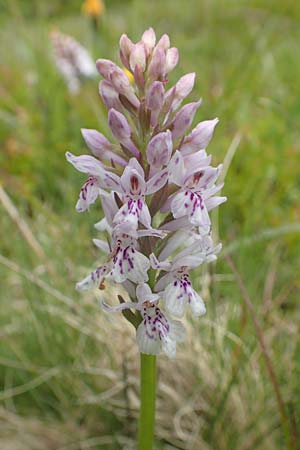 Dactylorhiza fuchsii / Common Spotted Orchid, F  Vosges, Grand Ballon 18.6.2019 