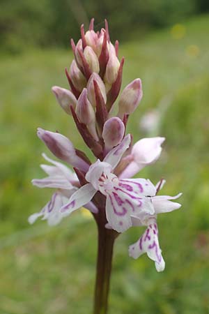 Dactylorhiza fuchsii \ Fuchssche Fingerwurz, Fuchssches Knabenkraut / Common Spotted Orchid, F  Vogesen/Vosges, Grand Ballon 18.6.2019 