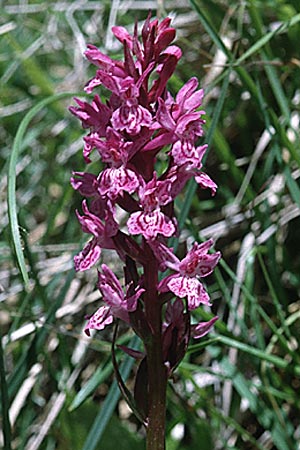 Dactylorhiza lapponica \ Lappländische Fingerwurz, Lappländisches Knabenkraut / Lapland Marsh Orchid, F  Termignon 25.6.2000 